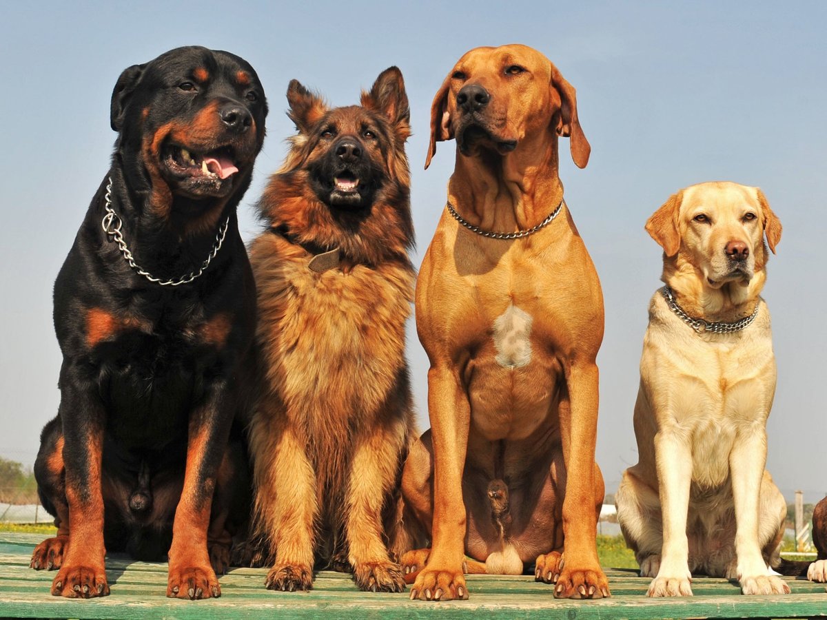 Топ-10 лучших дворовых пород собак для охраны частного дома