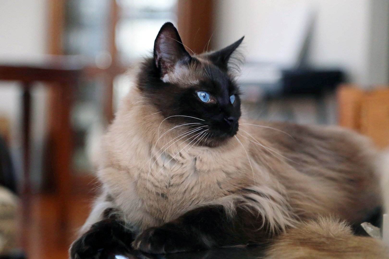 Балинезийская кошка: 5 советов как выбрать котенка