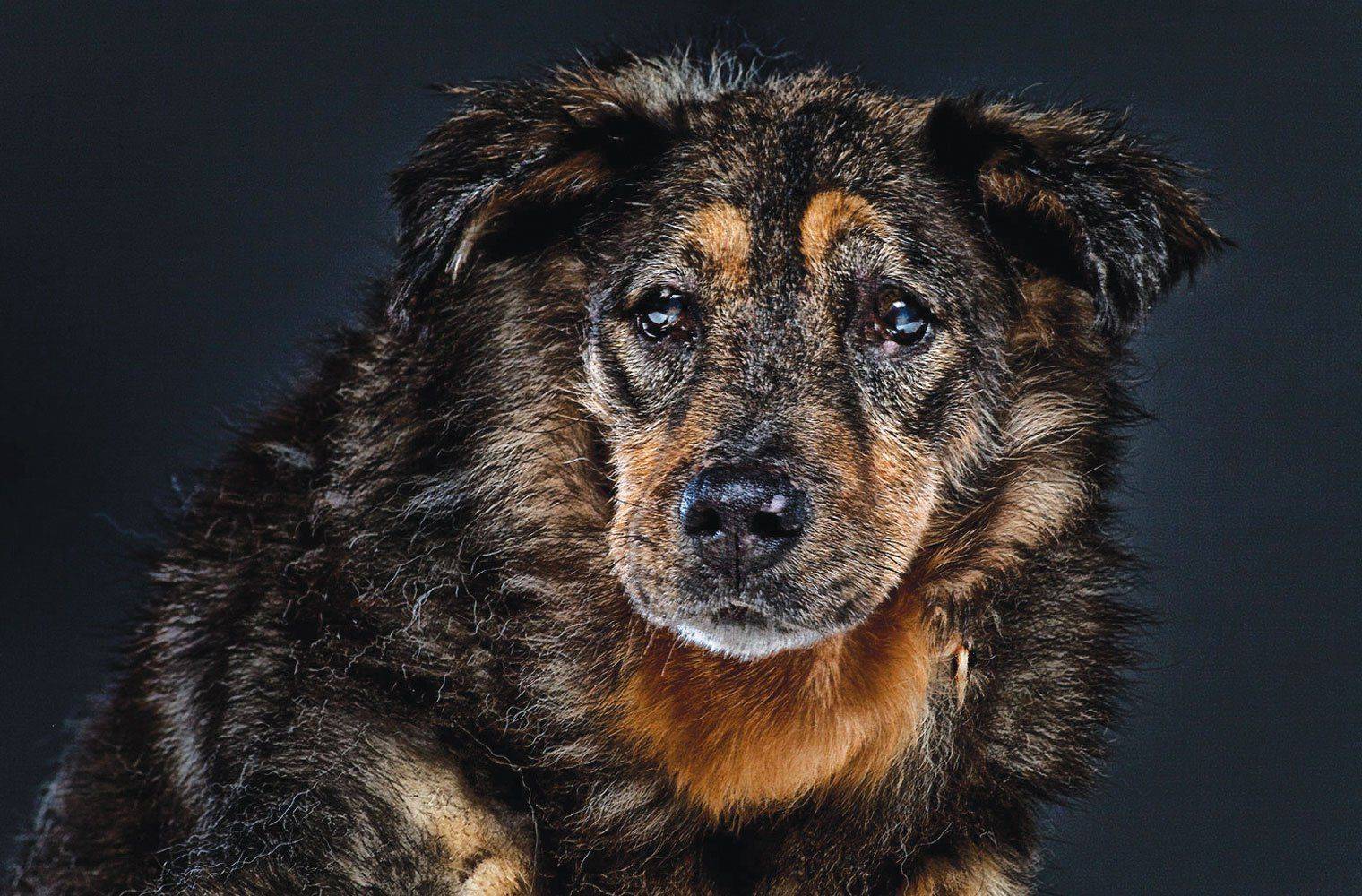 Как ухаживать за престарелыми животными: 7 советов от ветеринаров